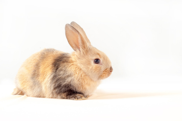 kleiner Hase isoliert auf weißem Hintergrund. kleines Kaninchen - Foto, Bild