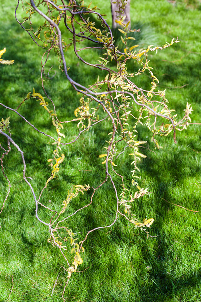 chatons fleuris de salix arbre et herbe verte
 - Photo, image