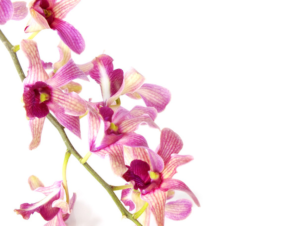 pink orchid flower bud isolated on white background; - Photo, Image