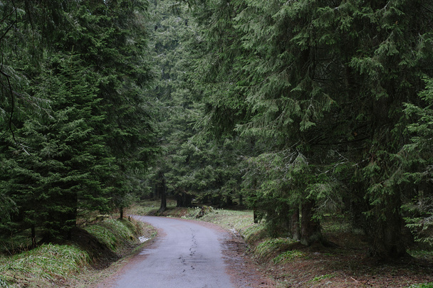 Foggy forest road - Φωτογραφία, εικόνα