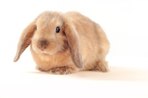 Little bunny isolated on white background. Little rabbit - Photo, Image