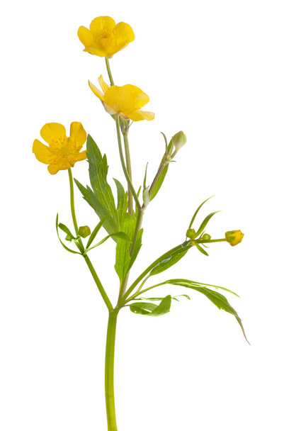 drie bloemen van gele Boterbloem - Foto, afbeelding