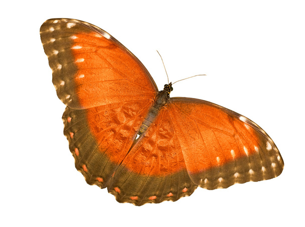 izolované zářivě oranžový motýl - Fotografie, Obrázek