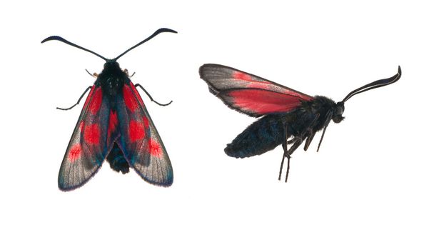 Две стороны черной и красной бабочки
 - Фото, изображение