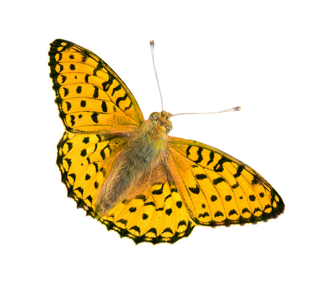 Желтая и черная бабочки изолированы на белом
 - Фото, изображение