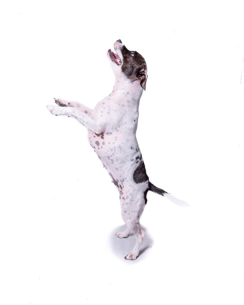 Собака на белом фоне, снята в студии
. - Фото, изображение