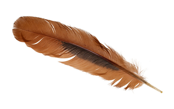 Ginger rooster feather on white - Photo, Image