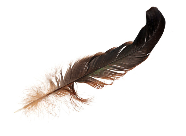 Черное и коричневое перо изолировано на белом
 - Фото, изображение