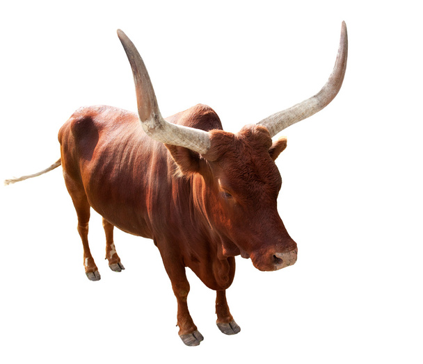 één stier met grote hoorns - Foto, afbeelding