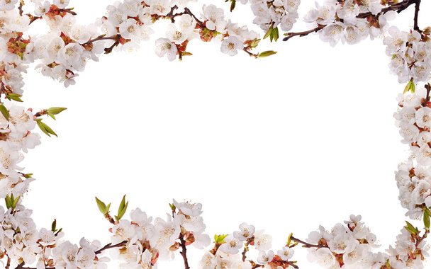 Сакура квіти ізольованих кадру - Фото, зображення