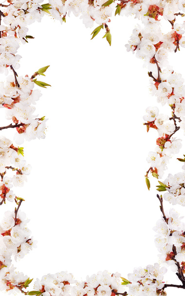 Sakura białe kwiaty na białym tle rama - Zdjęcie, obraz