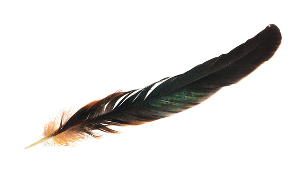 Black and brown dark isolated feather - Photo, Image