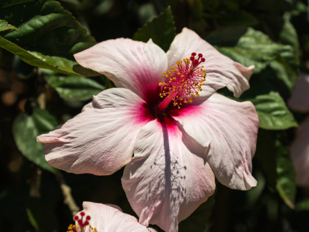 Rózsaszín hibiszkusz: gyönyörű virágzó növény - Fotó, kép