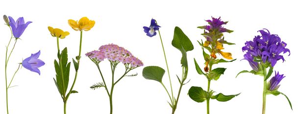 zes wilde bloemen geïsoleerd op wit - Foto, afbeelding