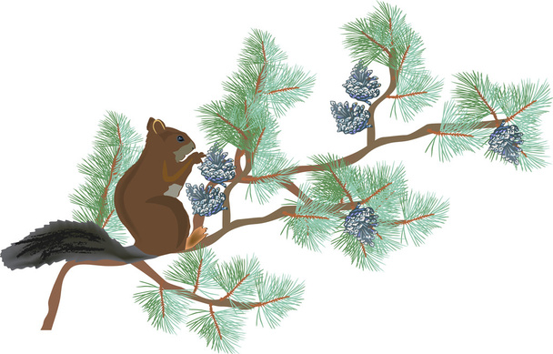 écureuil sur branche de pin vert isolé sur blanc
 - Vecteur, image