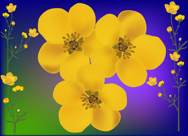 ゴールデン キンポウゲの花イラスト - ベクター画像