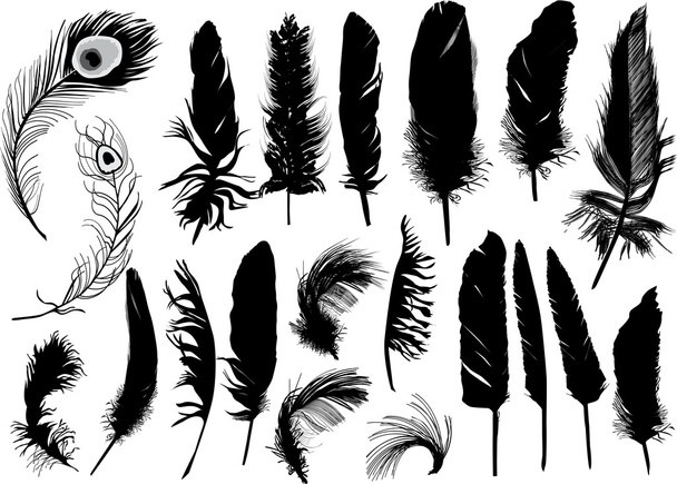 twenty black isolated feathers - Vector, Image