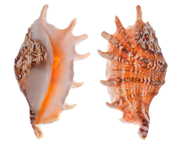 Two sides of orange shellfish - Photo, Image