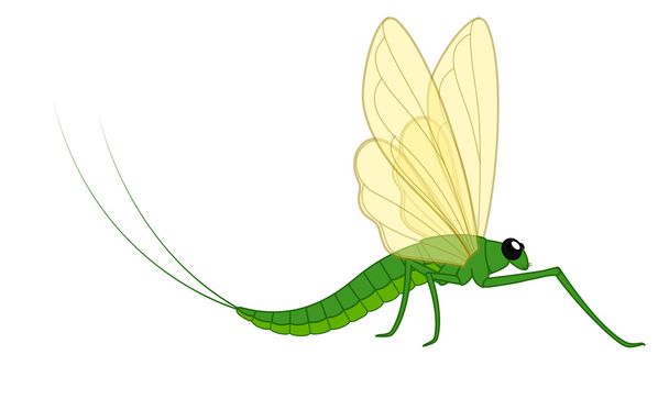 Insecto vectorial Mayfly
 - Vector, Imagen