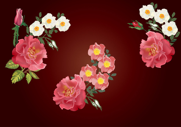 rose rosse e fiori di rovi bianchi
 - Vettoriali, immagini