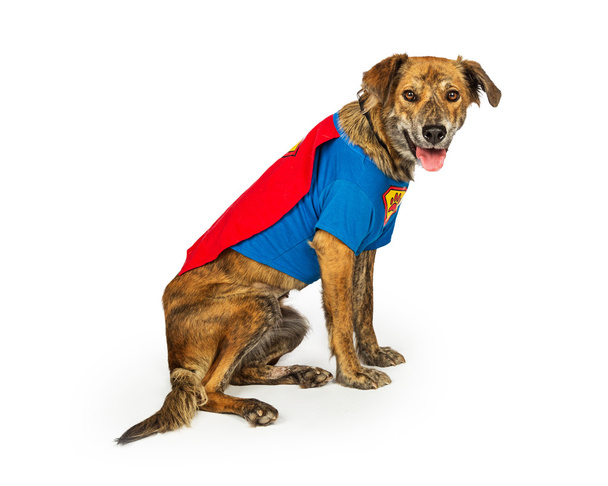 Κυνηγόσκυλο σκυλί φορώντας κοστούμι Superhero - Φωτογραφία, εικόνα