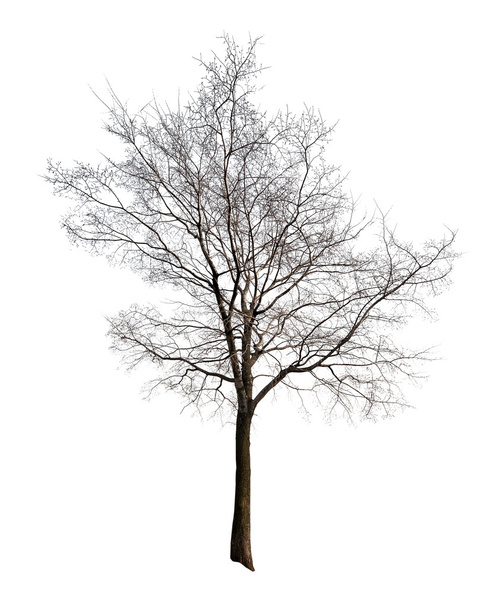 Листья свободные изолированы на белом дереве
 - Фото, изображение