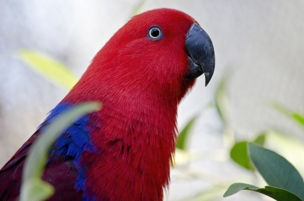Electus papagáj zár-megjelöl - Fotó, kép