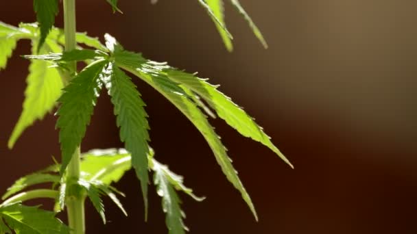 видео уроки выращивания марихуаны