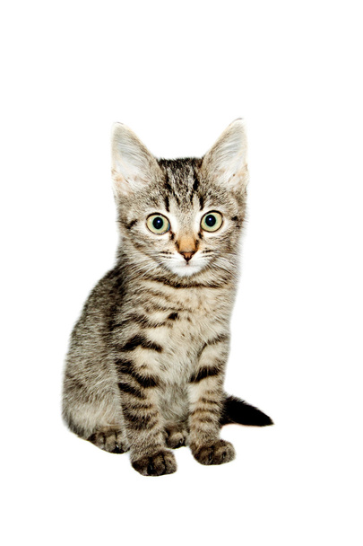 Funny kočka pruhovaná izolované - Fotografie, Obrázek