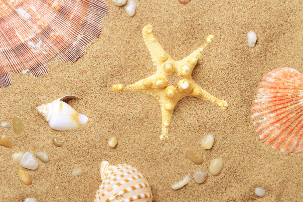 seaco üzerinde cockleshells ve denizyıldızı yalan - Fotoğraf, Görsel