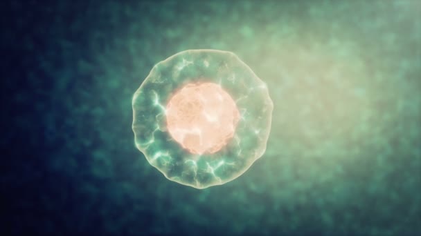 Δύο κύτταρα διαιρούνται από την όσμωση - Πλάνα, βίντεο