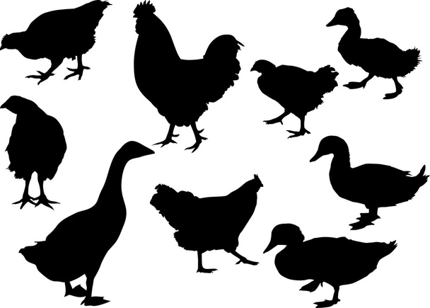 dziewięć hodowli ptaków na biały - Wektor, obraz