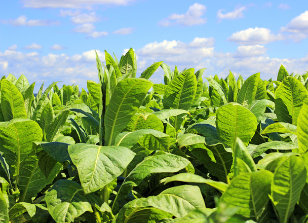 Plantação de tabaco em Polonia
  - Foto, Imagem