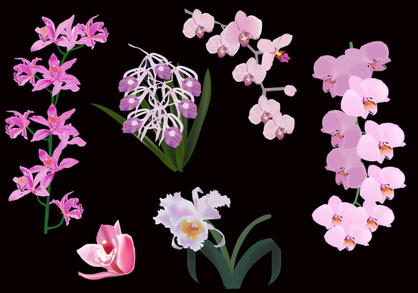 Сиреневые орхидеи на чёрном фоне
 - Вектор,изображение