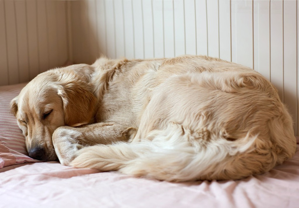 pies śpi na łóżku - Zdjęcie, obraz