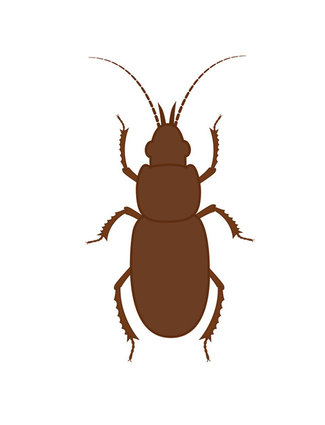 totengraber Insektenillustration - Vektor, Bild