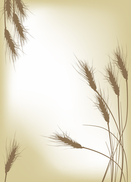 dark wheat on golden background - Vector, Image