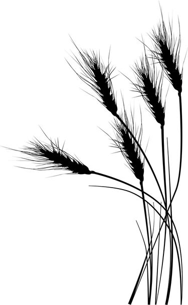 ilustração com silhuetas de trigo em branco
 - Vetor, Imagem