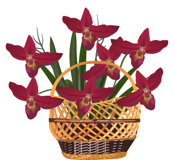 Красные цветы орхидеи в корзине
 - Вектор,изображение