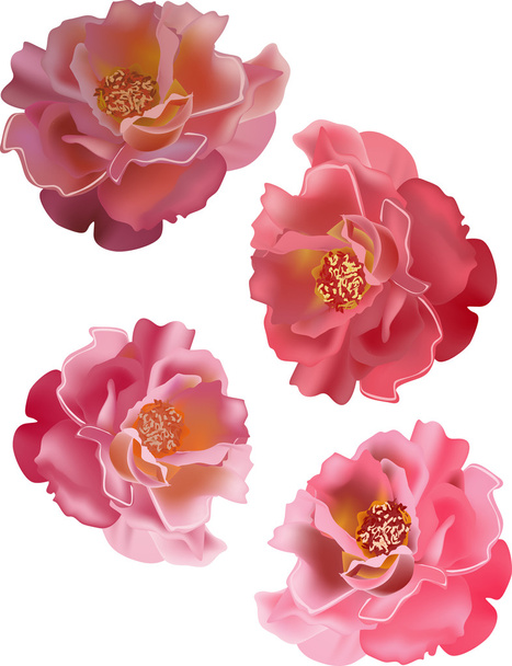 vier rosa isolierte Rosen - Vektor, Bild