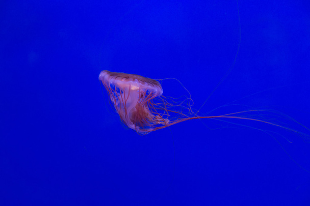 Medúza medúza podmořského potápění Foto egypt Rudé moře - Fotografie, Obrázek