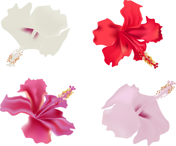 négy különálló hibiszkusz virágok - Vektor, kép