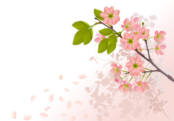 Sakura λουλούδια σε ανοιχτό ροζ φόντο - Διάνυσμα, εικόνα