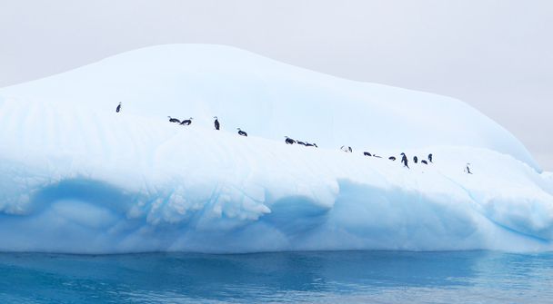 ペンギンのいる南極に浮かぶ氷山 - 写真・画像