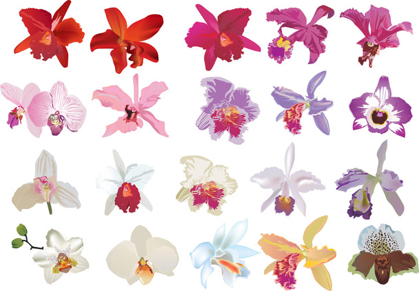 isoliert zwanzig Orchideenblüten - Vektor, Bild