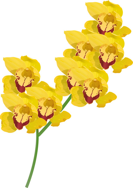 leuchtend gelbe Orchideenzweige - Vektor, Bild