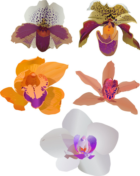 five isolated on white color orchids - Vector, Image