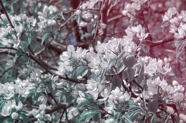 Flores de macieiras. a parte produtora de sementes de uma planta, constituída por órgãos reprodutores (estames e carpelos) que são tipicamente rodeados por uma corolla de cor clara (pétalas
) - Foto, Imagem
