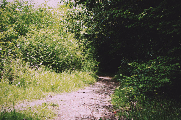 Camino a través de los árboles en un bosque inglés Vintage Retro Fi
 - Foto, imagen