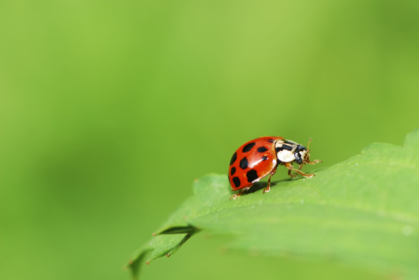 Ladybug - Photo, Image